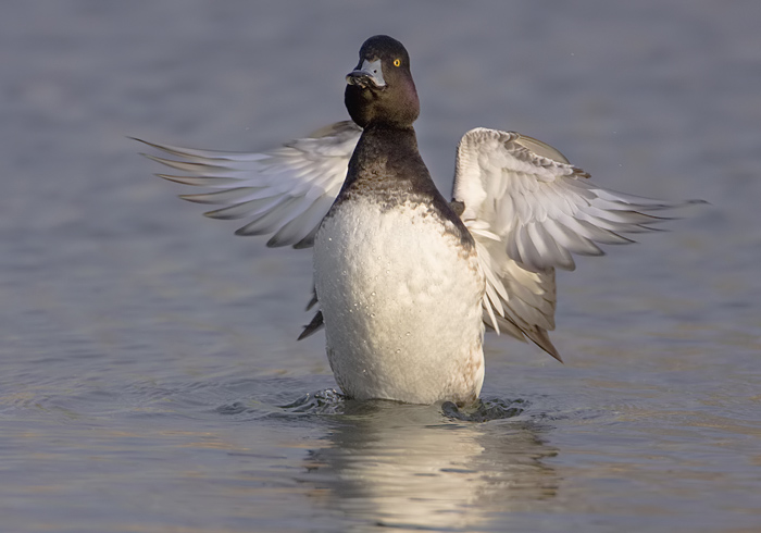 kuifeend schut zich uit.jpg